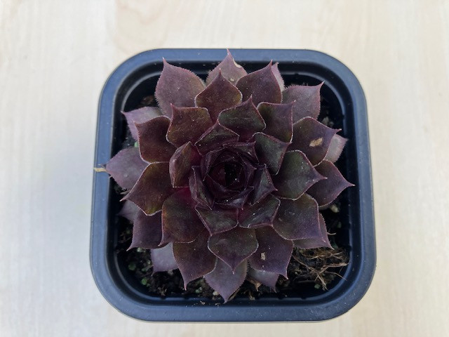 K Vir Zsa Sempervivum