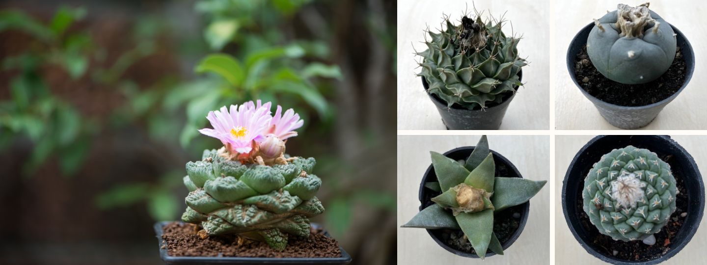 Különleges kaktuszok