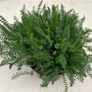 Közönséges cickafark Rózsaszín