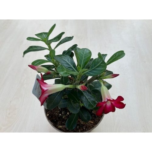 Adenium obesum 'Anouk'  