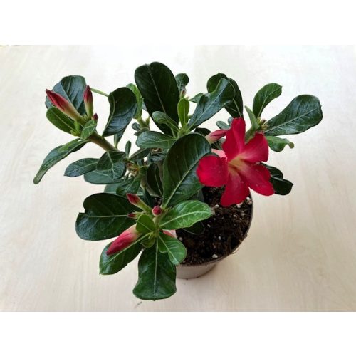 Adenium obesum 'Anouk'  