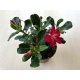 Adenium obesum 'Anouk'  