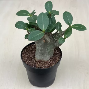 Adenium Baobab