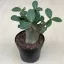 Adenium Baobab