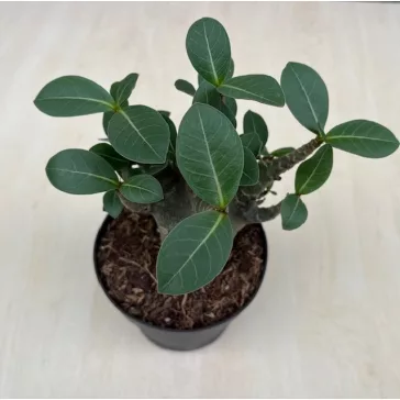Adenium Baobab