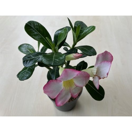 Adenium obesum 'PinkStar'  - kisebb