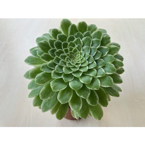 Aeonium 'Emerald Ice' M méret