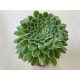 Aeonium 'Emerald Ice' M méret