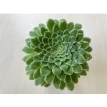 Aeonium 'Emerald Ice' M méret