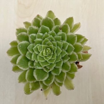 Aeonium 'Emerald Ice' pici