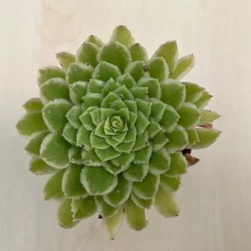 Aeonium 'Emerald Ice' pici
