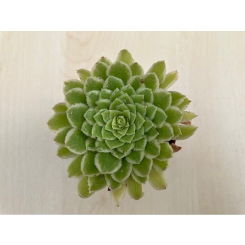 Aeonium 'Emerald Ice' pici