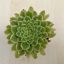 Aeonium 'Emerald Ice' pici