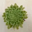 Aeonium 'Emerald Ice' pici