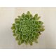 Aeonium 'Emerald Ice' pici