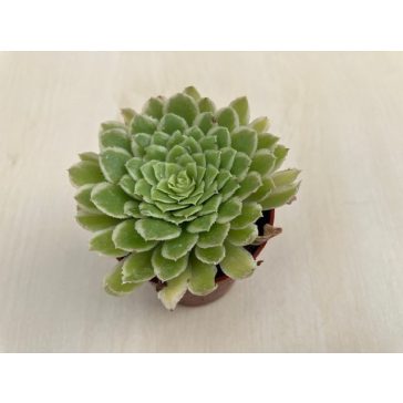 Aeonium 'Emerald Ice' pici