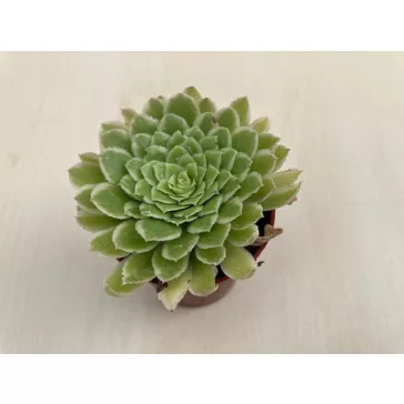 Aeonium 'Emerald Ice' pici