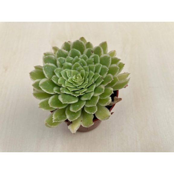 Aeonium 'Emerald Ice' pici