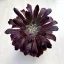 Aeonium 'Mardi Gras'