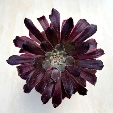 Aeonium 'Mardi Gras'