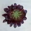 Aeonium 'Mardi Gras'