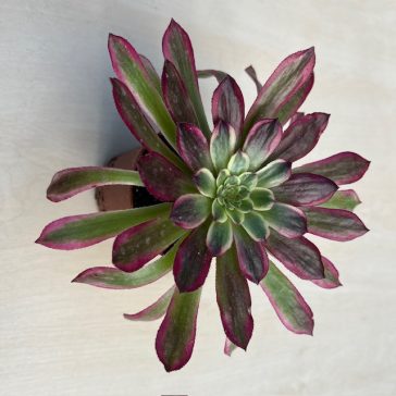 Aeonium 'Mardi Gras'