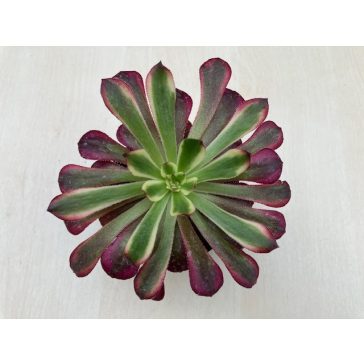 Aeonium 'Mardi Gras'