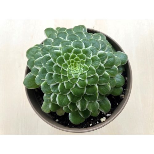 Aeonium tabuliforme hibrid