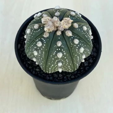 Astrophytum asterias 'Ooibo Kabuto'