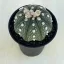 Astrophytum asterias 'Ooibo Kabuto'