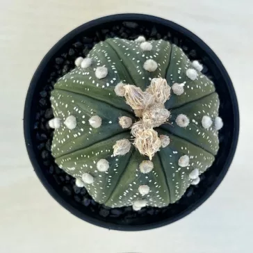 Astrophytum asterias 'Ooibo Kabuto'