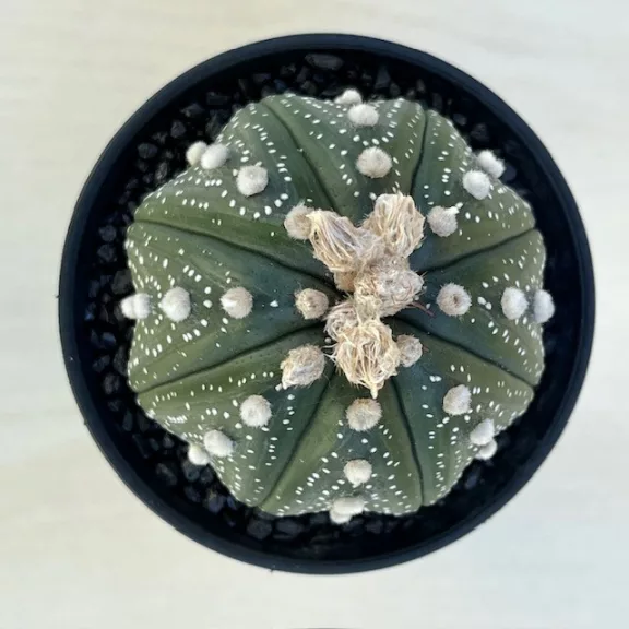 Astrophytum asterias 'Ooibo Kabuto'