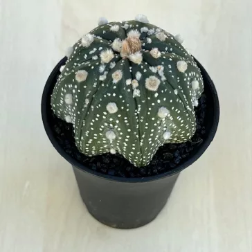 Astrophytum asterias Star Shape
