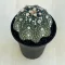 Astrophytum asterias Star Shape