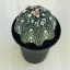 Astrophytum asterias Star Shape
