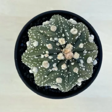 Astrophytum asterias Star Shape