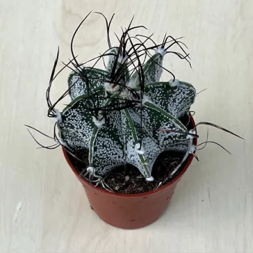 Kecskeszarvkaktusz - Astrophytum capricorne
