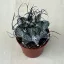 Kecskeszarvkaktusz - Astrophytum capricorne