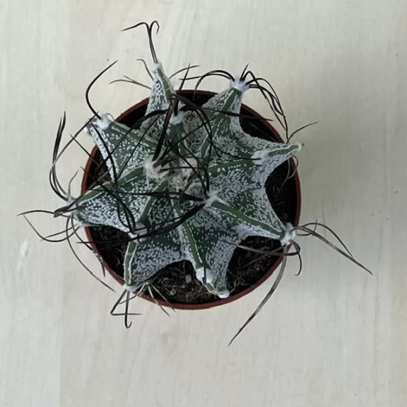 Kecskeszarvkaktusz - Astrophytum capricorne