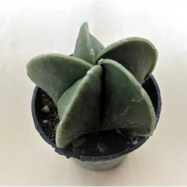   Papsapka, Papsüvegkaktusz 'nudum'- Astrophytum myriostigma var. nudum