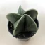 Papsapka, Papsüvegkaktusz 'nudum'- Astrophytum myriostigma var. nudum