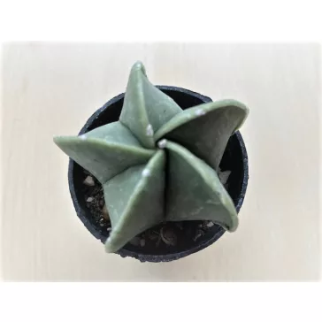   Papsapka, Papsüvegkaktusz 'nudum'- Astrophytum myriostigma var. nudum