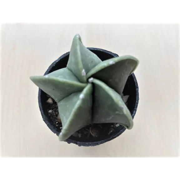 Papsapka, Papsüvegkaktusz 'nudum'- Astrophytum myriostigma var. nudum