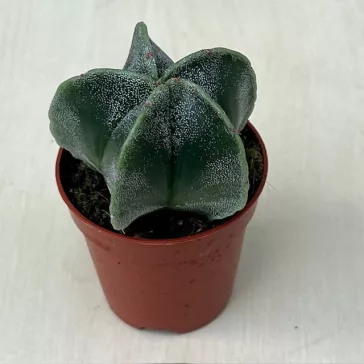 Papsapka, Papsüvegkaktusz - Astrophytum myriostigma