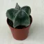Papsapka, Papsüvegkaktusz - Astrophytum myriostigma