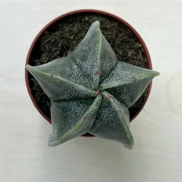 Papsapka, Papsüvegkaktusz - Astrophytum myriostigma