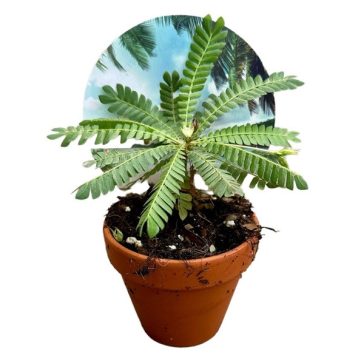 BIOPHYTUM SENSITIVUM