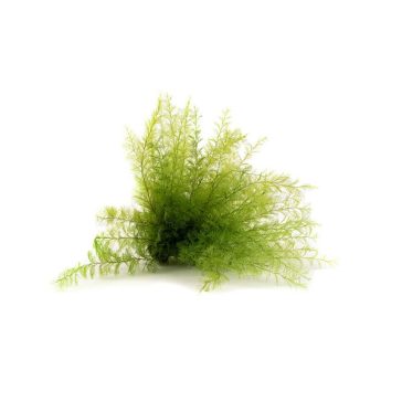 Air Fern - Tengeri páfrány tartósított