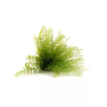 Air Fern - Tengeri páfrány tartósított