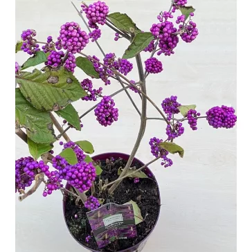 Kínai lilabogyó - Callicarpa bodinieri